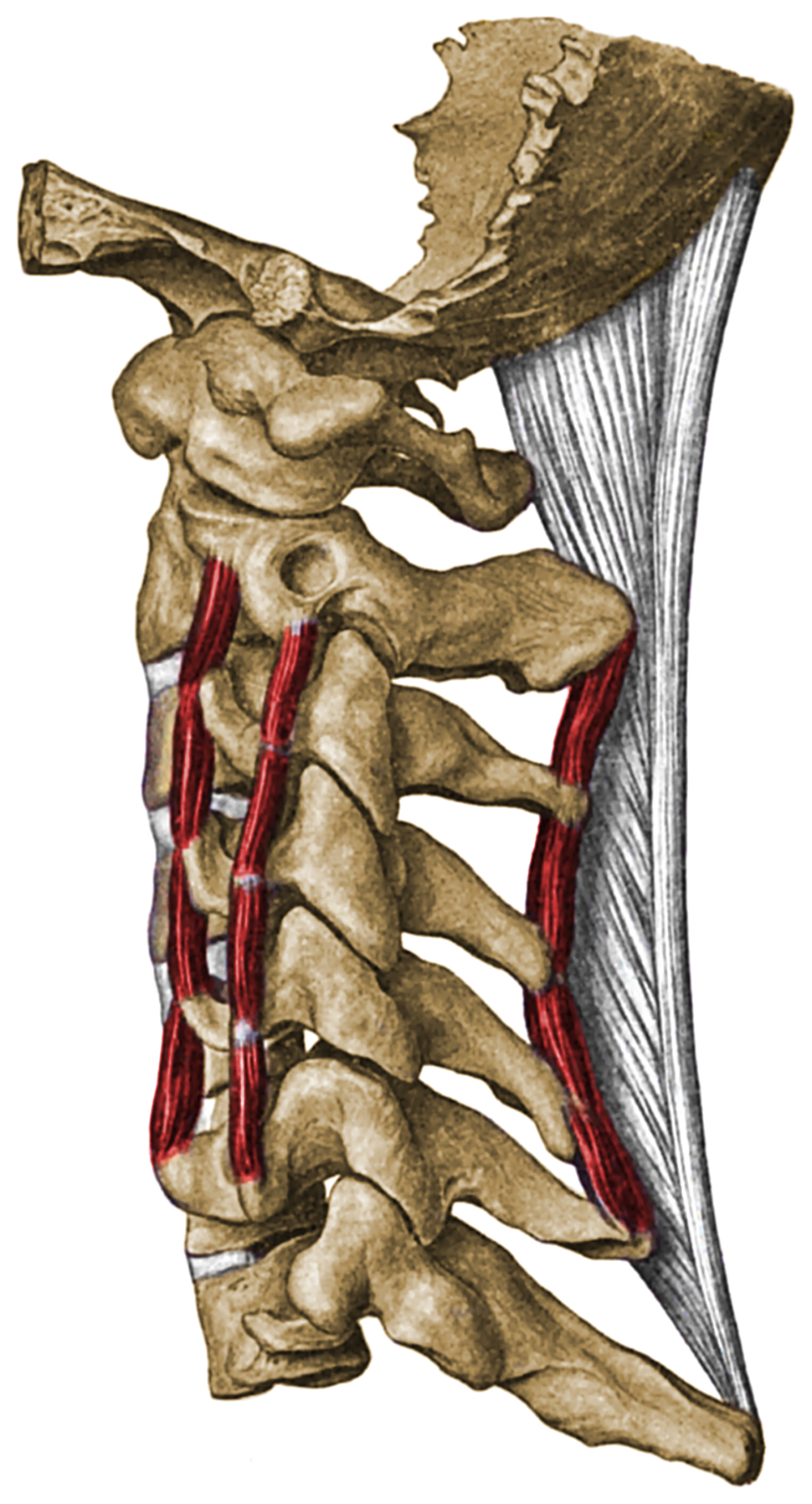 Cervical Vertebrae Anatomy Ligaments